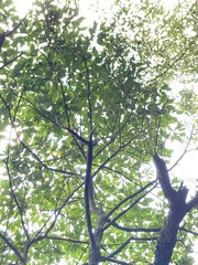 Sassafras randaiense