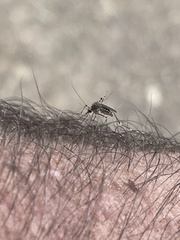 Aedes alboannulatus