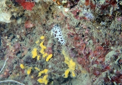 Peltodoris atromaculata