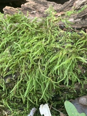 Plagiothecium undulatum