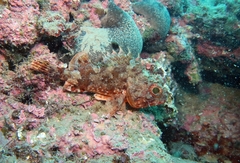 Scorpaena notata