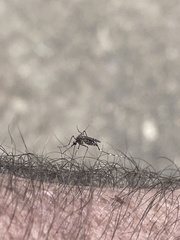 Aedes alboannulatus