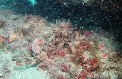 Scorpaena porcus