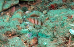 Serranus hepatus