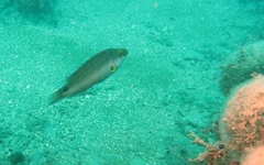 Symphodus mediterraneus