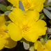 Hibbertia glomerosa glomerosa - Photo (c) Tim Hammer, some rights reserved (CC BY), uploaded by Tim Hammer