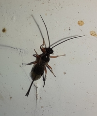 Ichneumonoidea