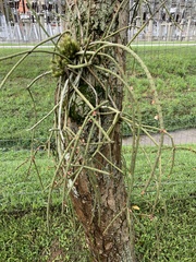 Rhipsalis
