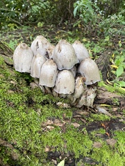 Coprinopsis acuminata