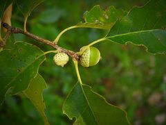 Quercus muehlenbergii