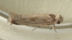 Erechthias minuscula