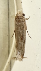 Erechthias minuscula