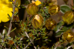 Hibbertia drummondii