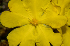 Hibbertia drummondii