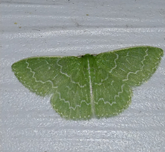 Synchlora frondaria