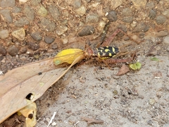 Cardiodactylus guttulus