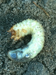 Melolontha melolontha