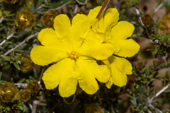 Hibbertia drummondii