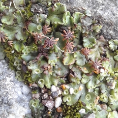 Marchantia polymorpha ruderalis