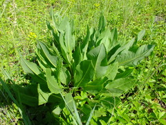 Senecio doria
