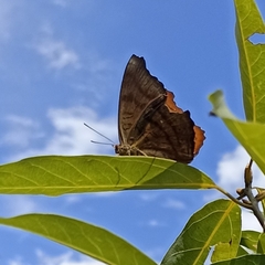 Pseudergolis wedah