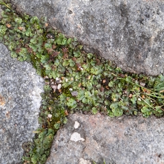 Marchantia polymorpha ruderalis