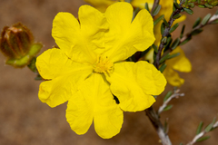 Hibbertia drummondii