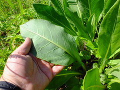 Senecio doria