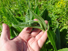 Senecio doria