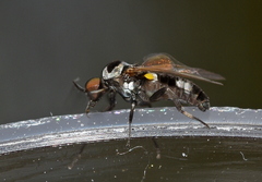 Callomyia