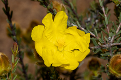 Hibbertia drummondii