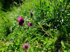 Trifolium alpestre