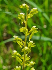 Neottia ovata
