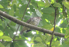 Scenopoeetes dentirostris