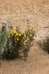 Hibbertia drummondii