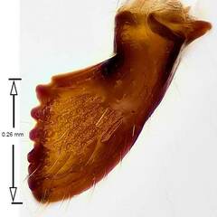 Lasius pallitarsis