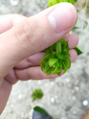 Humulus lupulus
