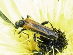 Oedemera simplex