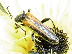 Oedemera simplex