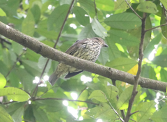 Scenopoeetes dentirostris