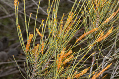 Allocasuarina acutivalvis