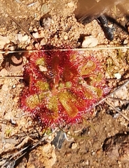Drosera trinervia