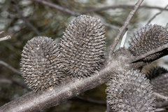 Allocasuarina acutivalvis
