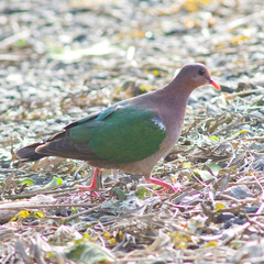 Chalcophaps longirostris