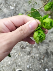 Humulus lupulus