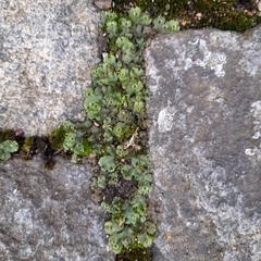 Marchantia polymorpha ruderalis