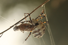 Argiope lobata