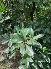 Eugenia brasiliensis