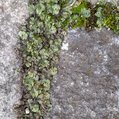 Marchantia polymorpha ruderalis