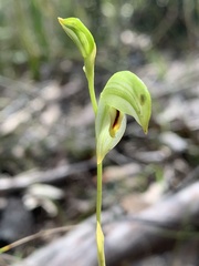 Pterostylis longifolia